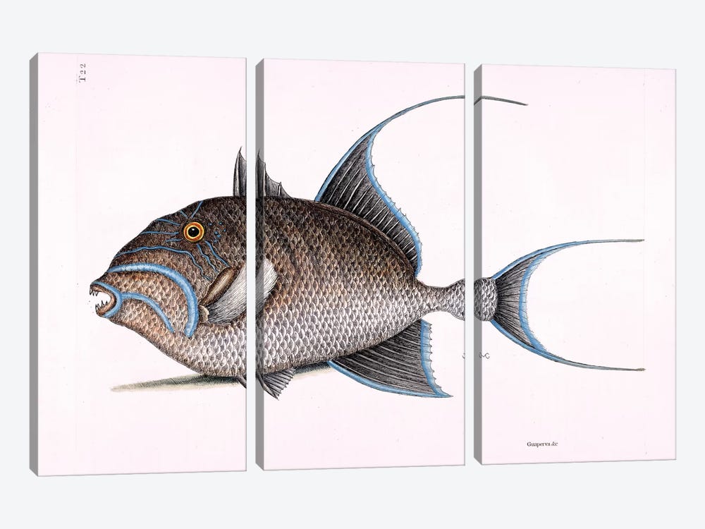 Old Wife (Queen Triggerfish) 3-piece Canvas Print