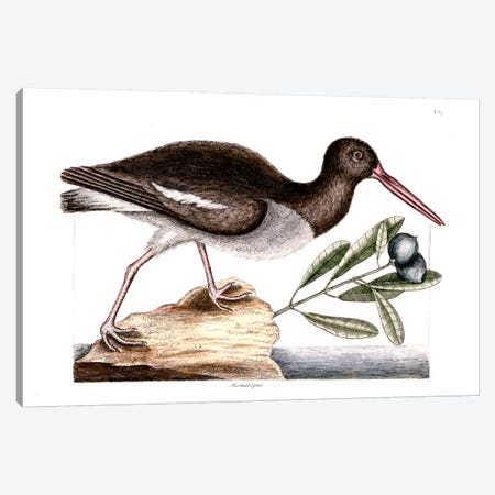 Oyster Catcher & Frutex Bahamensis Canvas Print #CAT122} by Mark Catesby Canvas Wall Art