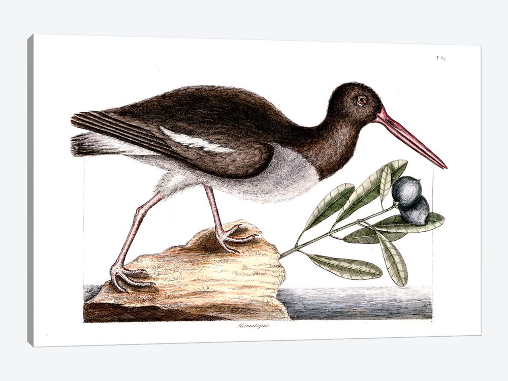 Oyster Catcher & Frutex Bahamensis by Mark Catesby 1-piece Canvas Artwork
