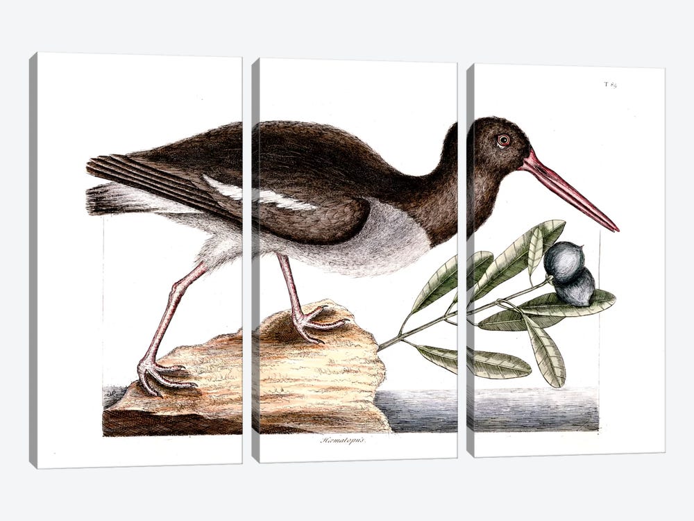 Oyster Catcher & Frutex Bahamensis by Mark Catesby 3-piece Canvas Art