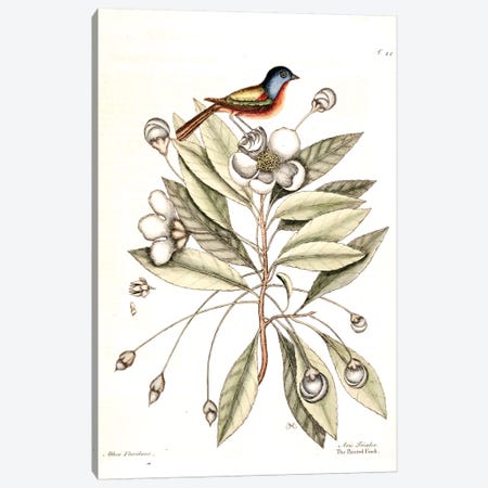 Painted Finch & Loblolly-Bay Canvas Print #CAT123} by Mark Catesby Canvas Wall Art