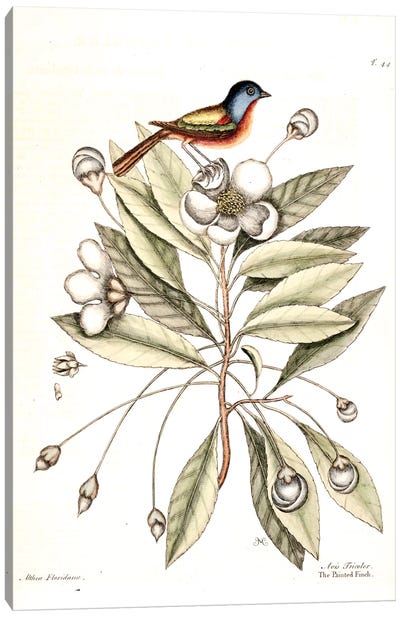 Painted Finch & Loblolly-Bay Canvas Art Print - New York Botanical Garden
