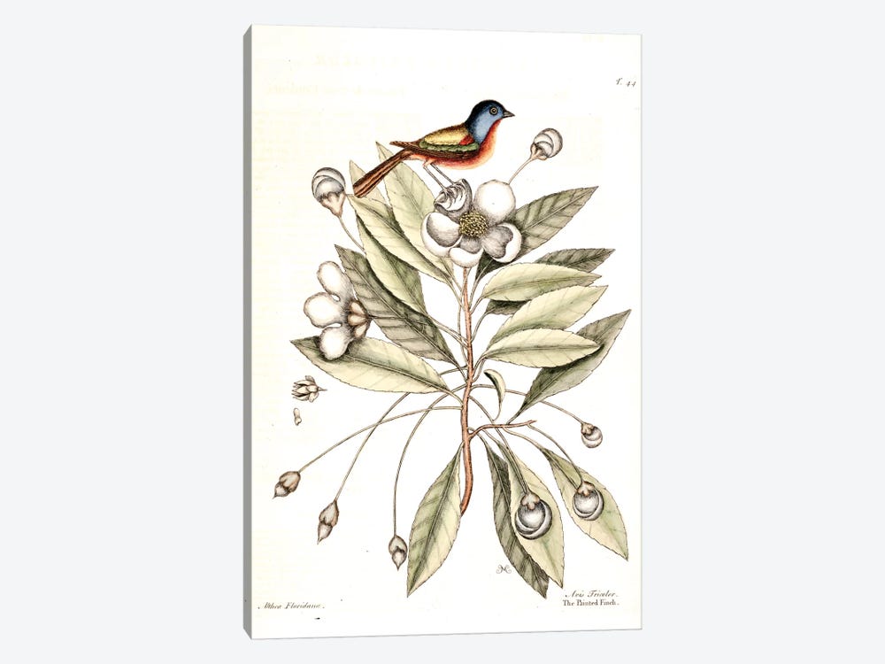 Painted Finch & Loblolly-Bay by Mark Catesby 1-piece Canvas Art Print