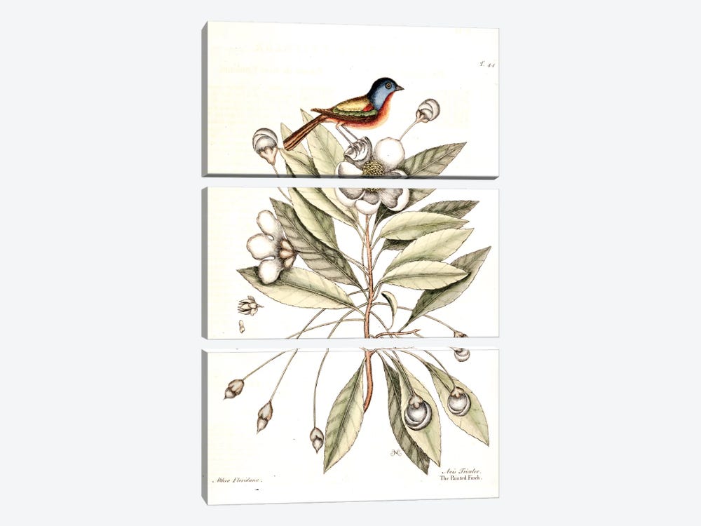 Painted Finch & Loblolly-Bay 3-piece Canvas Print