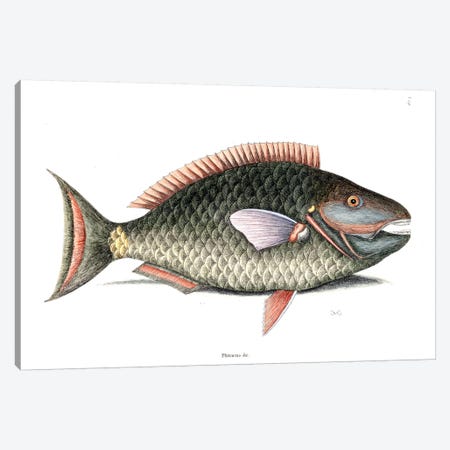 Parrot Fish Canvas Print #CAT124} by Mark Catesby Canvas Print