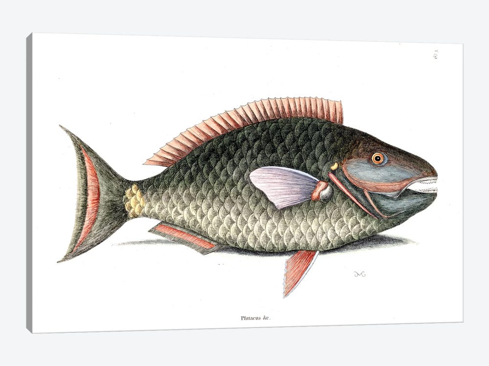 Parrot Fish by Mark Catesby 1-piece Canvas Wall Art