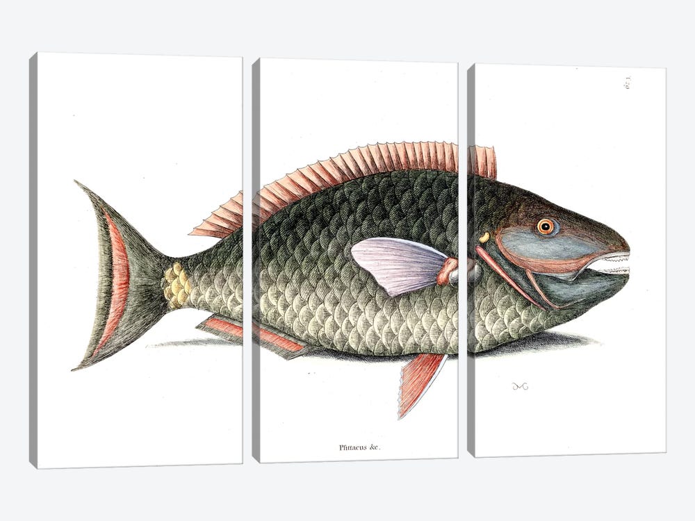 Parrot Fish by Mark Catesby 3-piece Canvas Wall Art