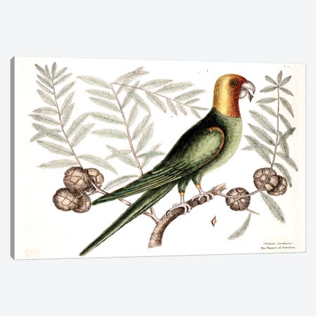 Parrot Of Carolina & Cypress Of America Canvas Print #CAT125} by Mark Catesby Canvas Print