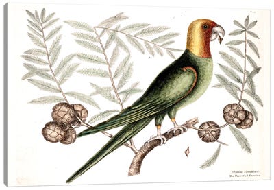 Parrot Of Carolina & Cypress Of America Canvas Art Print - Parrot Art