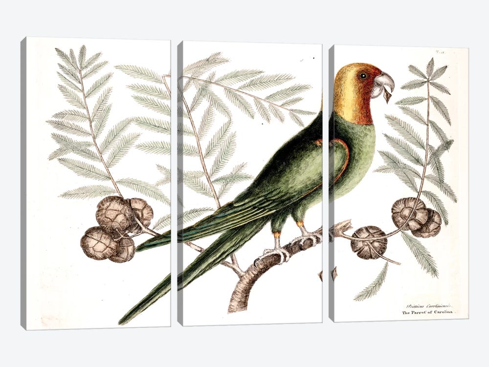 Parrot Of Carolina & Cypress Of America by Mark Catesby 3-piece Canvas Print