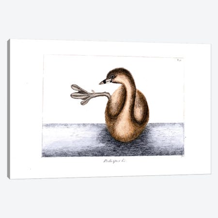 Pied-Billed Dobchick (Grebe) Canvas Print #CAT126} by Mark Catesby Canvas Art Print