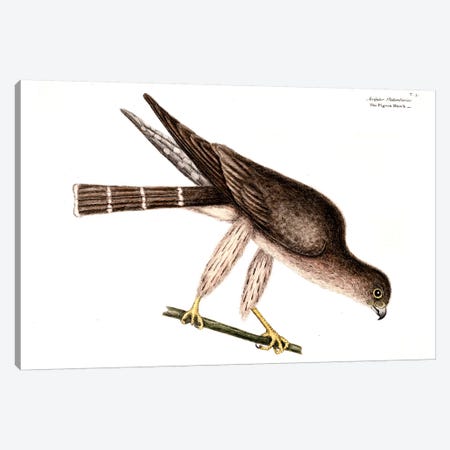 Pigeon Hawk Canvas Print #CAT127} by Mark Catesby Canvas Print