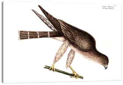Pigeon Hawk Canvas Art Print - Buzzard & Hawk Art