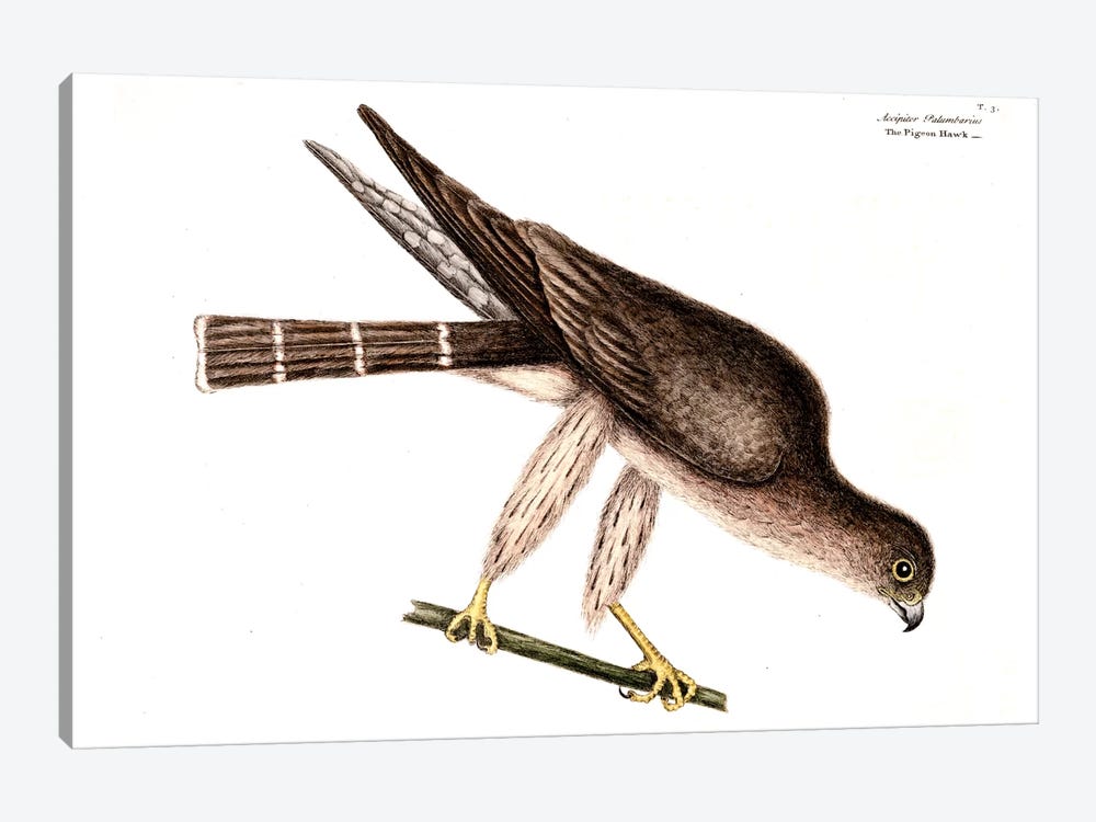 Pigeon Hawk by Mark Catesby 1-piece Canvas Art Print