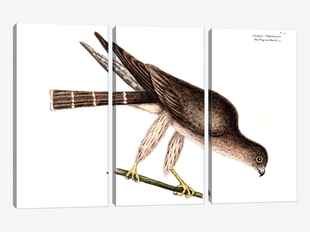 Pigeon Hawk by Mark Catesby 3-piece Canvas Print
