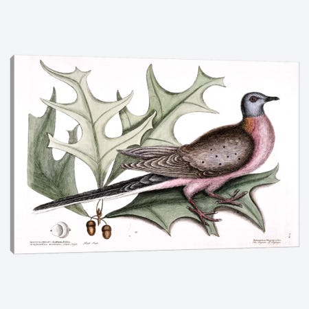 Pigeon Of Passage (Passenger Pigeon) & Red Oak Canvas Print #CAT128} by Mark Catesby Canvas Art