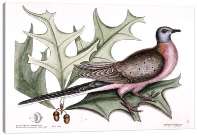 Pigeon Of Passage (Passenger Pigeon) & Red Oak Canvas Art Print - Oak Tree Art