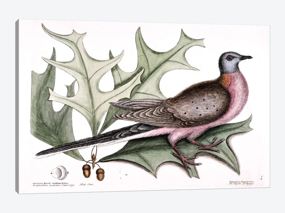 Pigeon Of Passage (Passenger Pigeon) & Red Oak by Mark Catesby 1-piece Canvas Wall Art