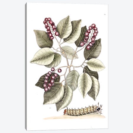 Pigeon Plum & Great Horned Caterpillar Canvas Print #CAT129} by Mark Catesby Canvas Artwork