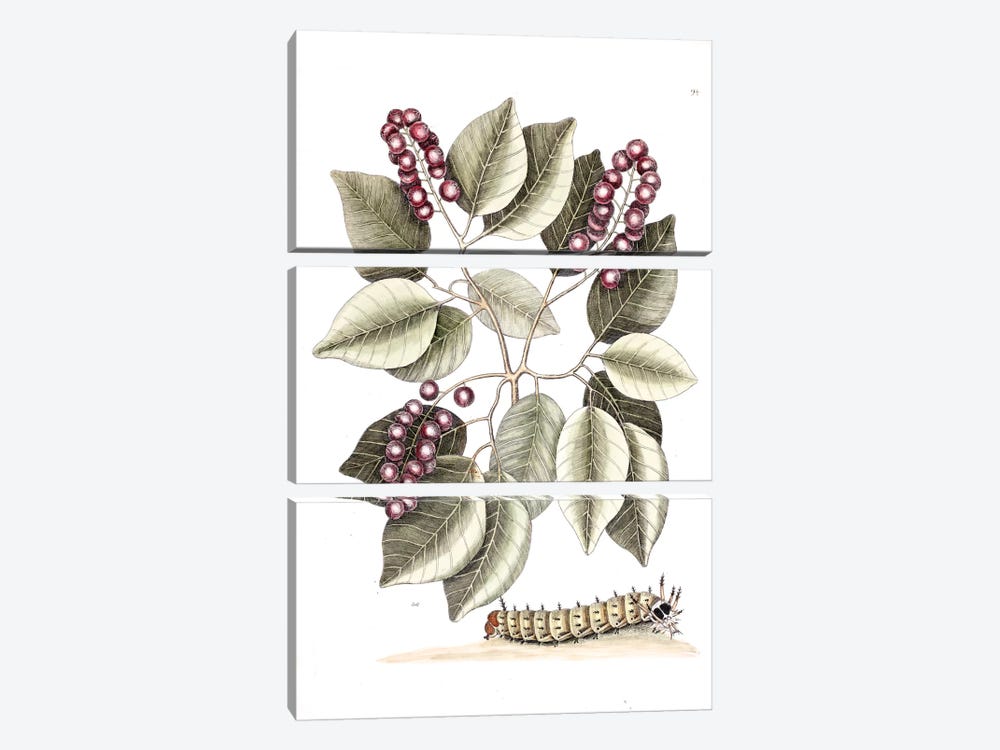 Pigeon Plum & Great Horned Caterpillar by Mark Catesby 3-piece Canvas Print