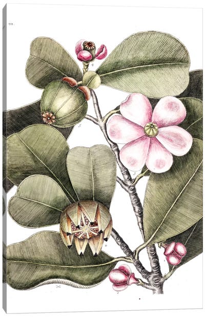 Balsam Tree Canvas Art Print - Botanical Illustrations