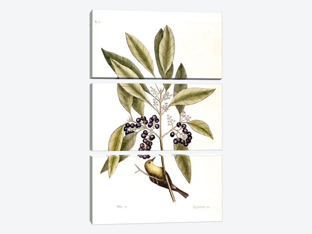Pine Creeper & Purple-Berried Bay by Mark Catesby 3-piece Canvas Wall Art