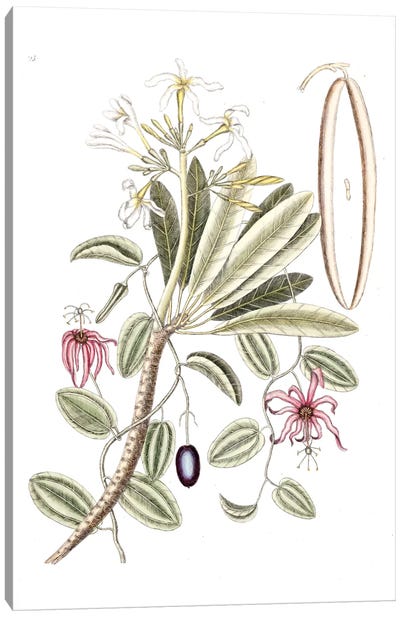 Plumeria Alba (White Frangipani) & Passion Flower Canvas Art Print
