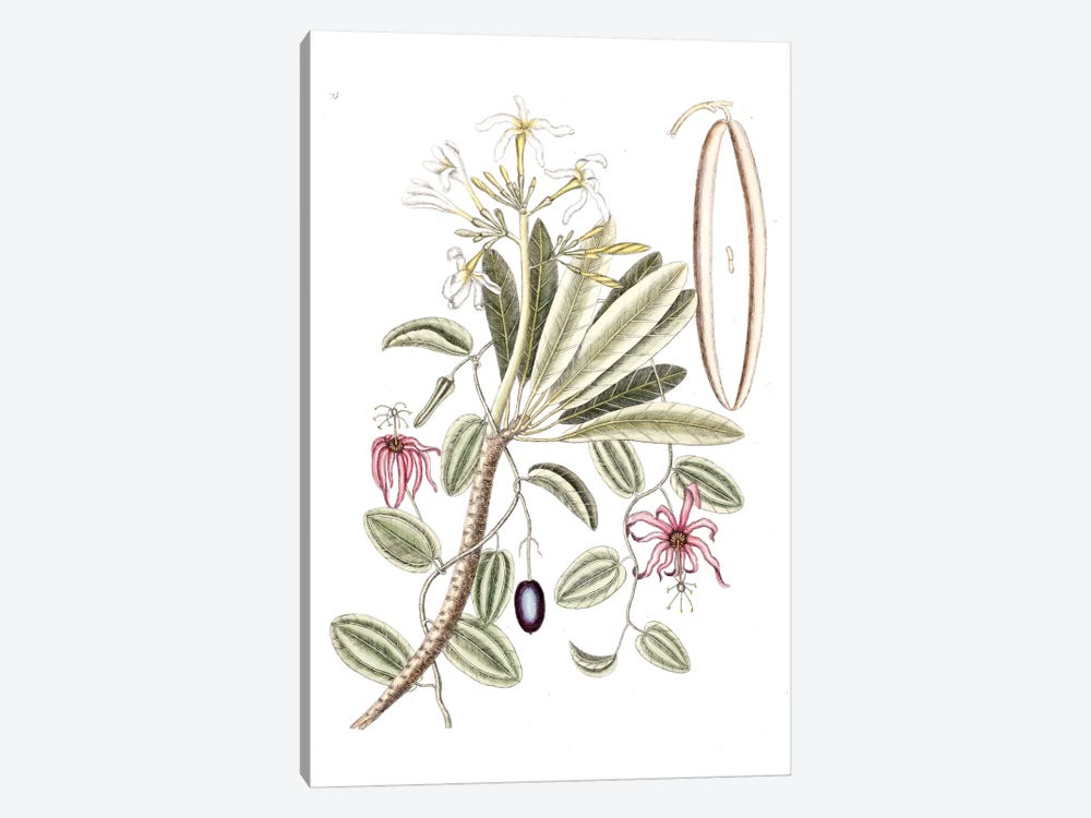 Plumeria Alba (White Frangipani) & Passion Flower by Mark Catesby 1-piece Canvas Print