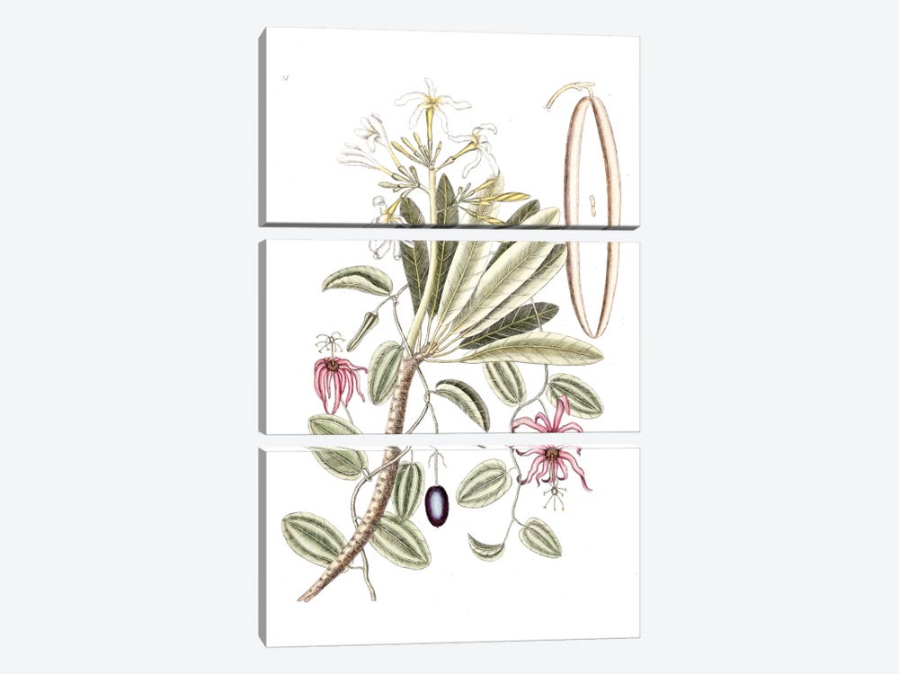 Plumeria Alba (White Frangipani) & Passion Flower by Mark Catesby 3-piece Art Print