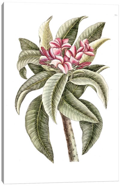 Plumeria Rubra (Frangipani) Canvas Art Print - Tropical Décor
