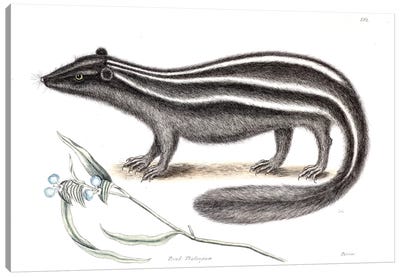 Pole Cat & Pseudo Phalangium Canvas Art Print - Skunk Art