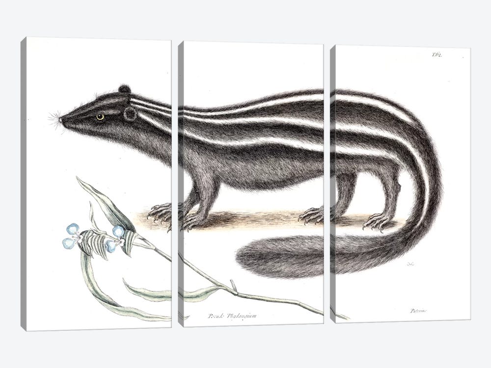 Pole Cat & Pseudo Phalangium by Mark Catesby 3-piece Art Print