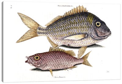 Pork Fish & Schoolmaster Snapper Canvas Art Print - New York Botanical Garden