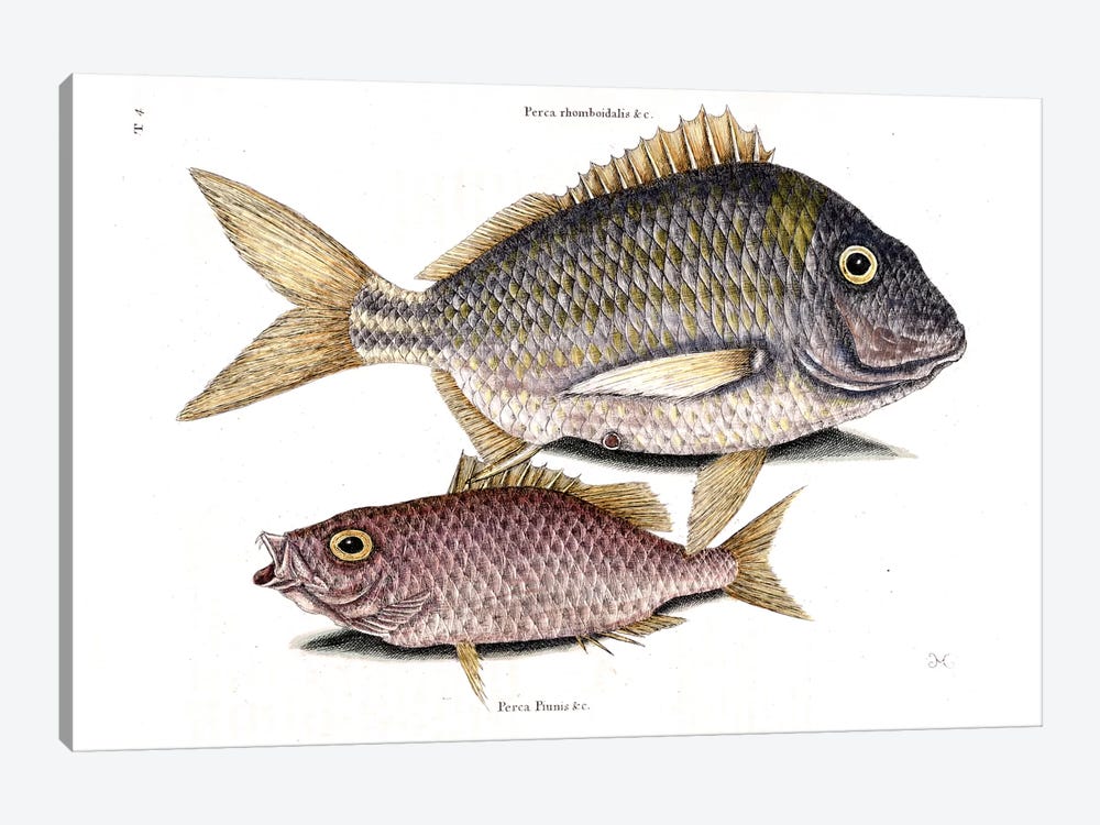 Pork Fish & Schoolmaster Snapper by Mark Catesby 1-piece Canvas Print