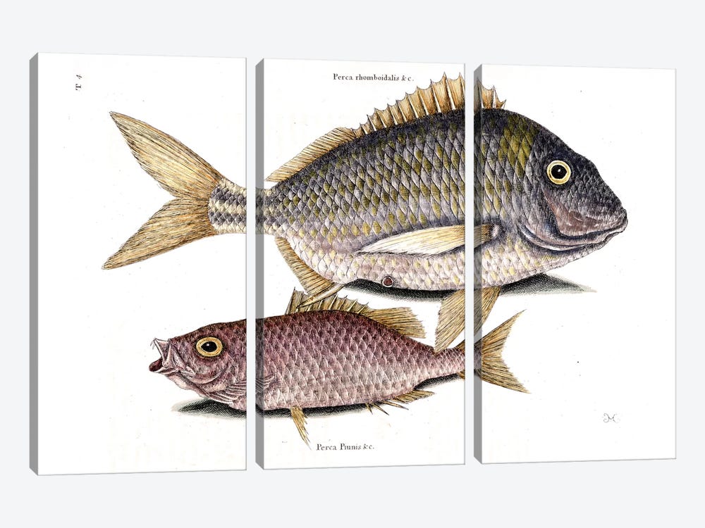 Pork Fish & Schoolmaster Snapper by Mark Catesby 3-piece Canvas Art Print