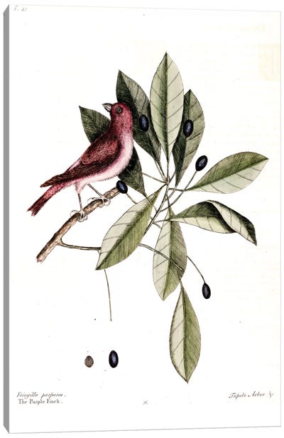 Purple Finch & Water Tupelo Canvas Art Print - Botanical Illustrations