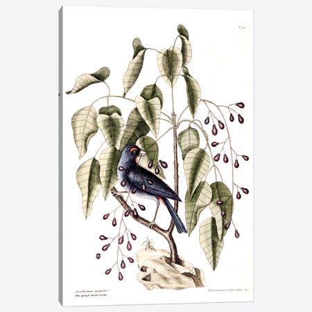 Purple Grosbeak & Poison Wood Canvas Print #CAT139} by Mark Catesby Canvas Print