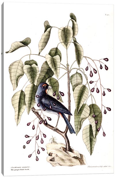 Purple Grosbeak & Poison Wood Canvas Art Print - New York Botanical Garden