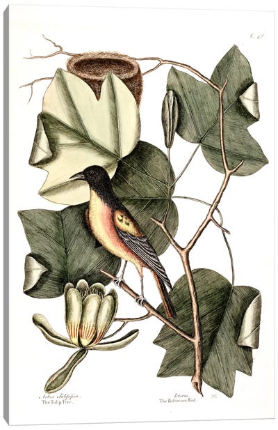 Baltimore Bird & Tulip Poplar Canvas Art Print - Botanical Illustrations