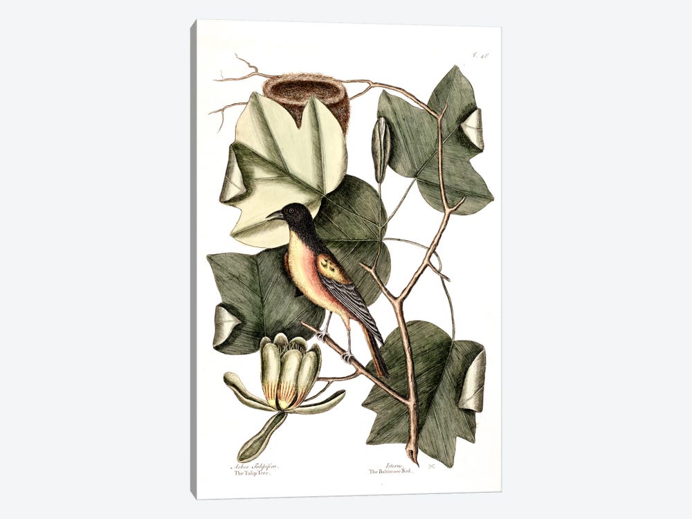 Baltimore Bird & Tulip Poplar 1-piece Canvas Print