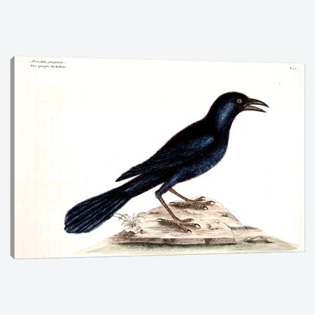 Purple Jackdaw Canvas Print #CAT140} by Mark Catesby Canvas Artwork
