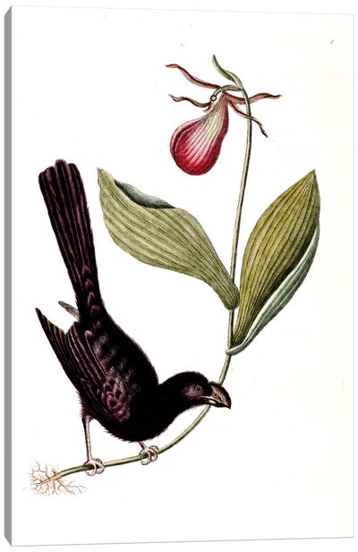Razor-Billed Blackbird Of Jamaica & Lady's Slipper Orchid Canvas Art Print - Botanical Illustrations