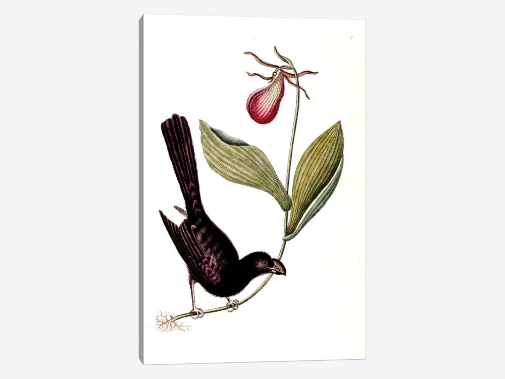 Razor-Billed Blackbird Of Jamaica & Lady's Slipper Orchid by Mark Catesby 1-piece Canvas Art