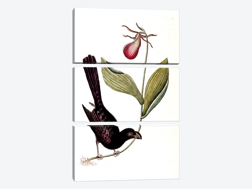 Razor-Billed Blackbird Of Jamaica & Lady's Slipper Orchid 3-piece Canvas Art