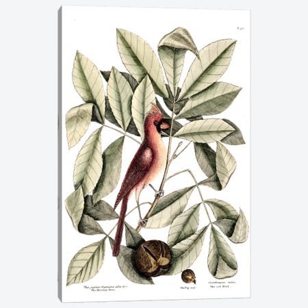 Red Bird (Northern Cardinal), Hickory Tree & Pig-Nut Canvas Print #CAT143} by Mark Catesby Canvas Art