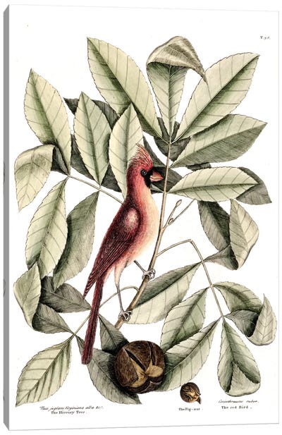 Red Bird (Northern Cardinal), Hickory Tree & Pig-Nut Canvas Art Print - Cardinal Art
