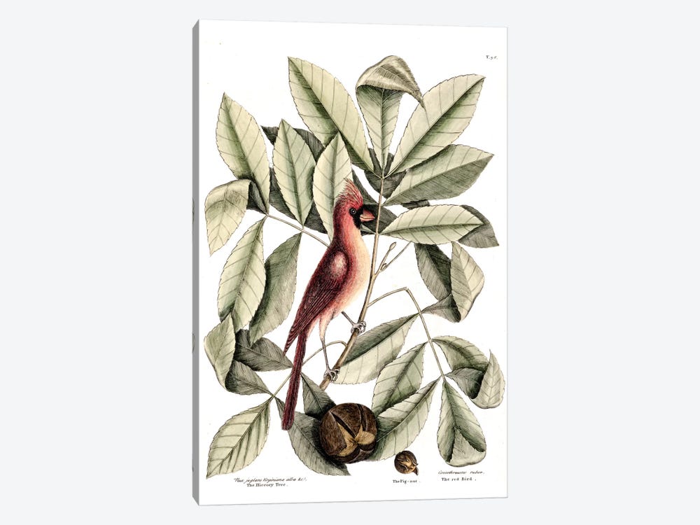 Red Bird (Northern Cardinal), Hickory Tree & Pig-Nut by Mark Catesby 1-piece Canvas Art Print