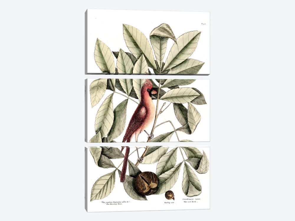 Red Bird (Northern Cardinal), Hickory Tree & Pig-Nut 3-piece Art Print