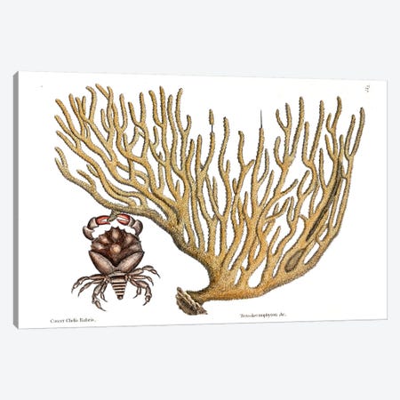 Red Clawed Crab & Titanokeratophyton Canvas Print #CAT144} by Mark Catesby Canvas Art Print