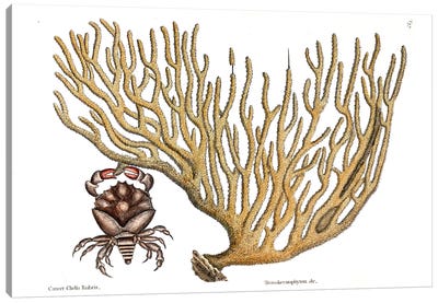 Red Clawed Crab & Titanokeratophyton Canvas Art Print - Crab Art